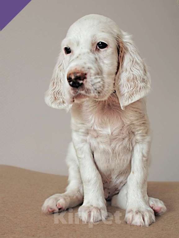 Собаки в Екатеринбурге: АНГЛИЙСКИЕ АРИСТО-СЕТТЕРЫ Девочка, 80 000 руб. - фото 8