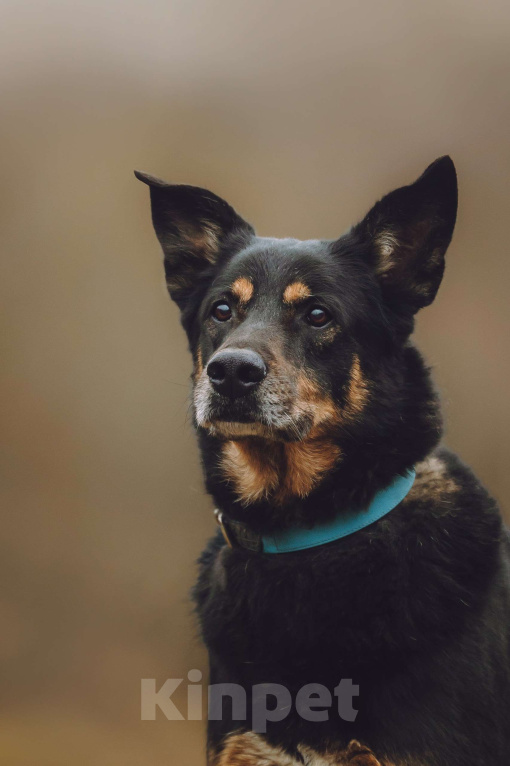Собаки в Москве: Верный пес в добрые руки Мальчик, Бесплатно - фото 3