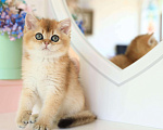 Кошки в Владивостоке: Британский котенок. Шикарная девочка Девочка, 80 000 руб. - фото 4