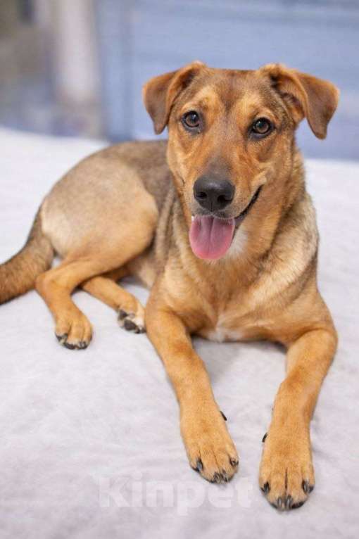 Собаки в Москве: Чудесный 5 мес щенок Ричи ищет семью! Мальчик, Бесплатно - фото 5