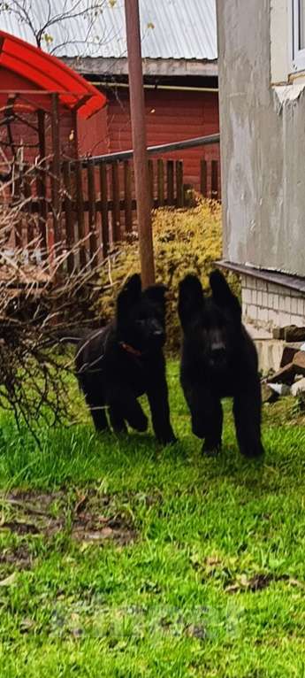 Собаки в Кольчугино: Щенки немецкой овчарки. Девочка, 15 000 руб. - фото 7
