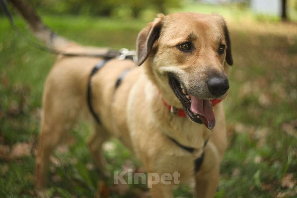 Собаки в Москве: Добрая и небольшая Девочка, Бесплатно - фото 4