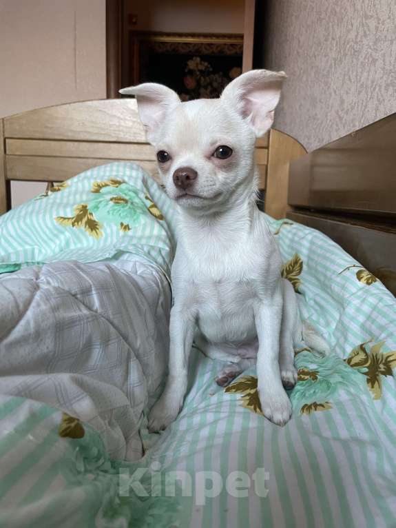 Собаки в Москве: Чихуахуа  Мальчик, 35 000 руб. - фото 1