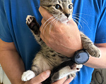 Кошки в Санкт-Петербурге: Фред Мальчик, Бесплатно - фото 7