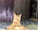 Кошки в Оренбурге: Отдам срочно кота Мальчик, Бесплатно - фото 1
