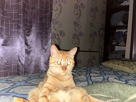 Отдам срочно кота