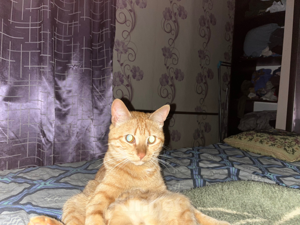 Кошки в Оренбурге: Отдам срочно кота Мальчик, Бесплатно - фото 1