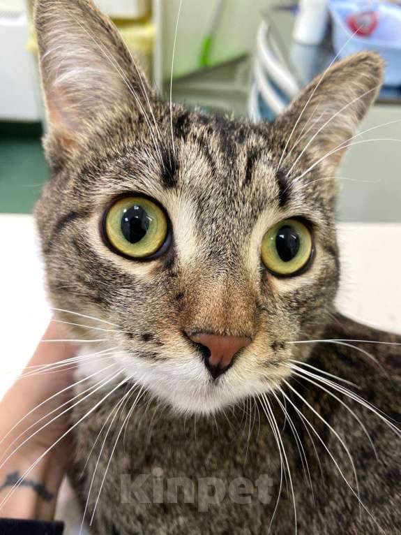 Кошки в Москве: Урчик ищет дом Мальчик, Бесплатно - фото 1