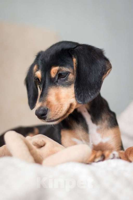 Собаки в Москве: Зиппи ищет своего человека Девочка, Бесплатно - фото 5