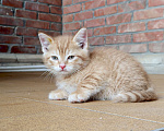 Кошки в Ростове-на-Дону: Рыжий котенок Мальчик, Бесплатно - фото 1