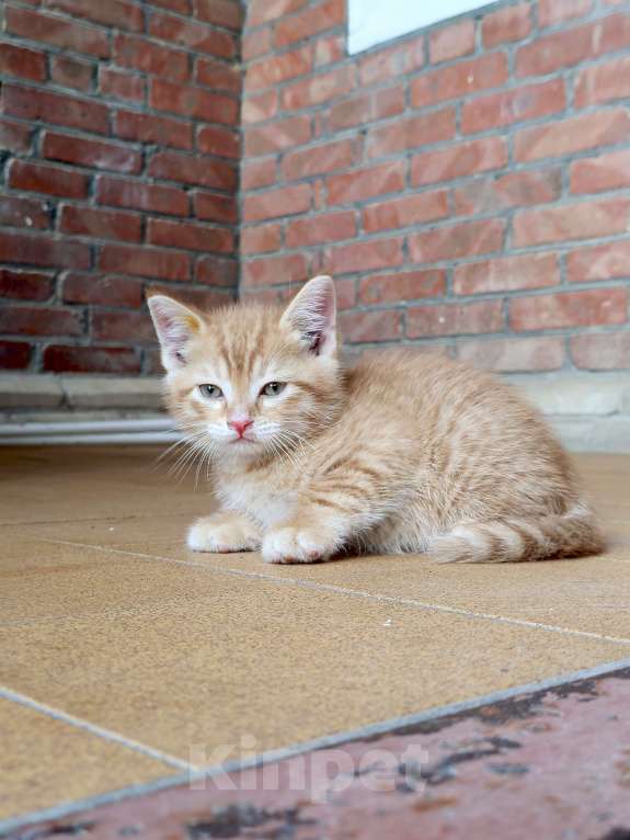 Кошки в Ростове-на-Дону: Рыжий котенок Мальчик, Бесплатно - фото 1