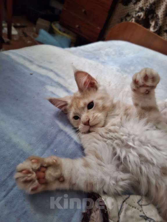 Кошки в Москве: Прекрассный подарок Мальчик, 20 000 руб. - фото 3