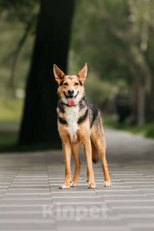 Собаки в Москве: Красавец Ник ищет дом Мальчик, Бесплатно - фото 2