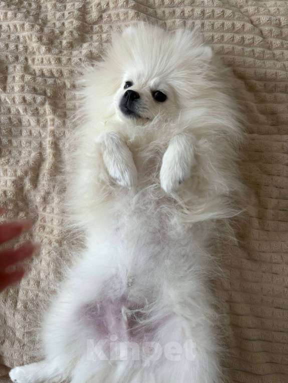 Собаки в Люберцах: Продам щенка померанского шпица Мальчик, 15 000 руб. - фото 3