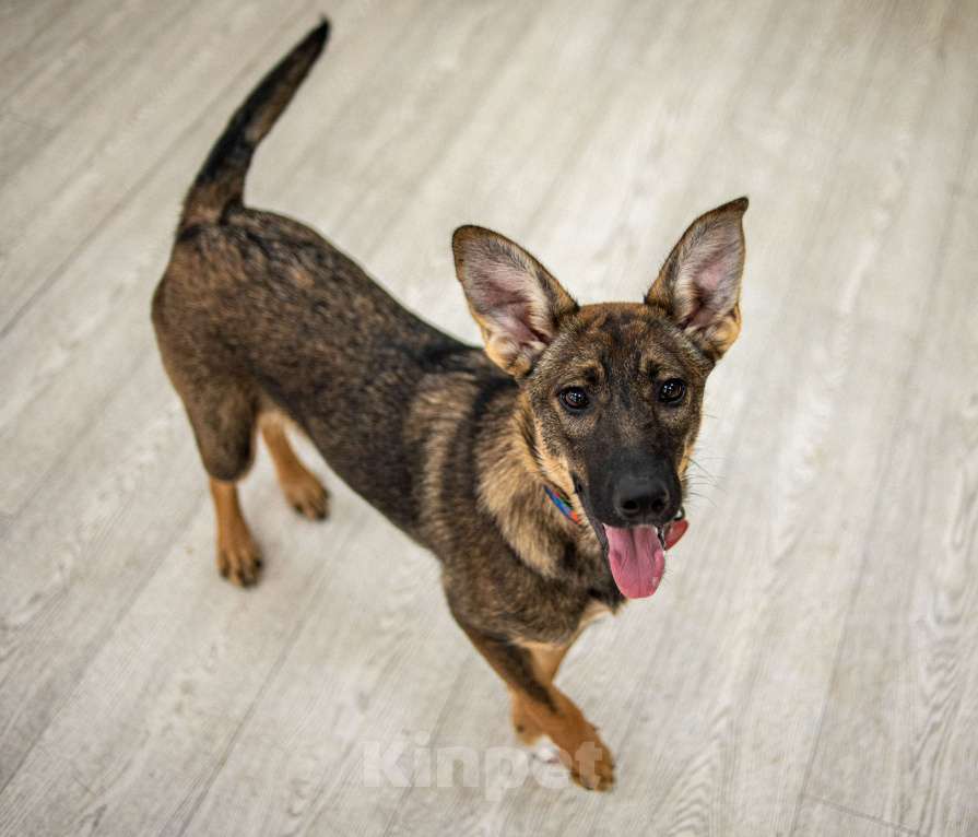 Собаки в Москве: Щенок в добрые руки бесплатно Москва Девочка, Бесплатно - фото 7