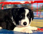 Собаки в других городах Алтайского края: Щенки Бордер Колли Мальчик, Бесплатно - фото 2