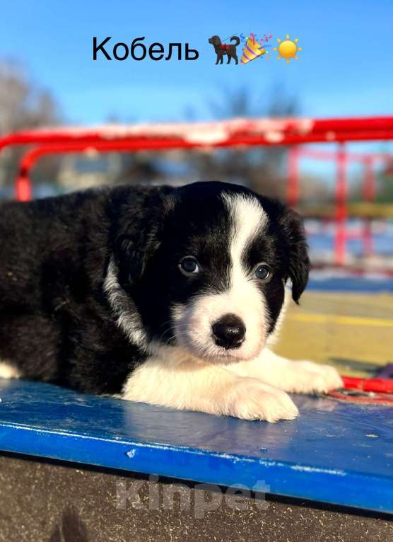 Собаки в других городах Алтайского края: Щенки Бордер Колли Мальчик, Бесплатно - фото 2