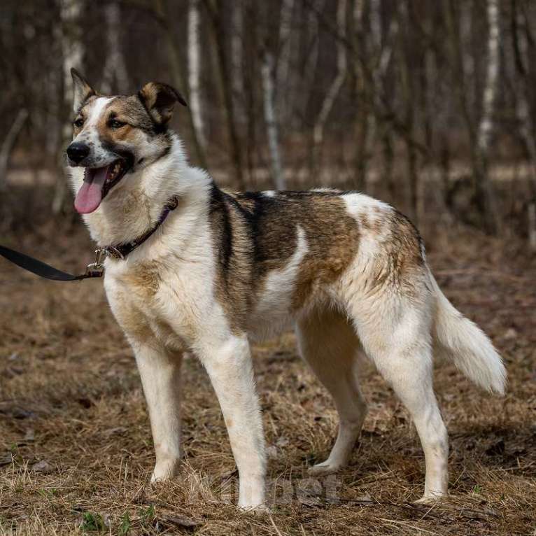 Собаки в Москве: Рокс . Девочка-любовь Девочка, 1 руб. - фото 2