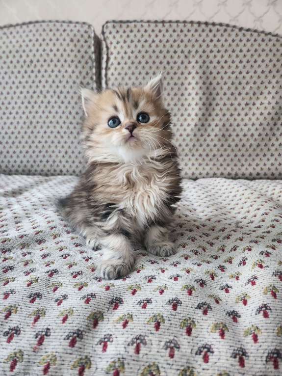 Кошки в Москве: Шотландские  котята  Девочка, 25 000 руб. - фото 9