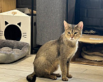 Кошки в других городах Московской области: Найдена кошка Чаузи с котенком Девочка, 5 000 руб. - фото 1