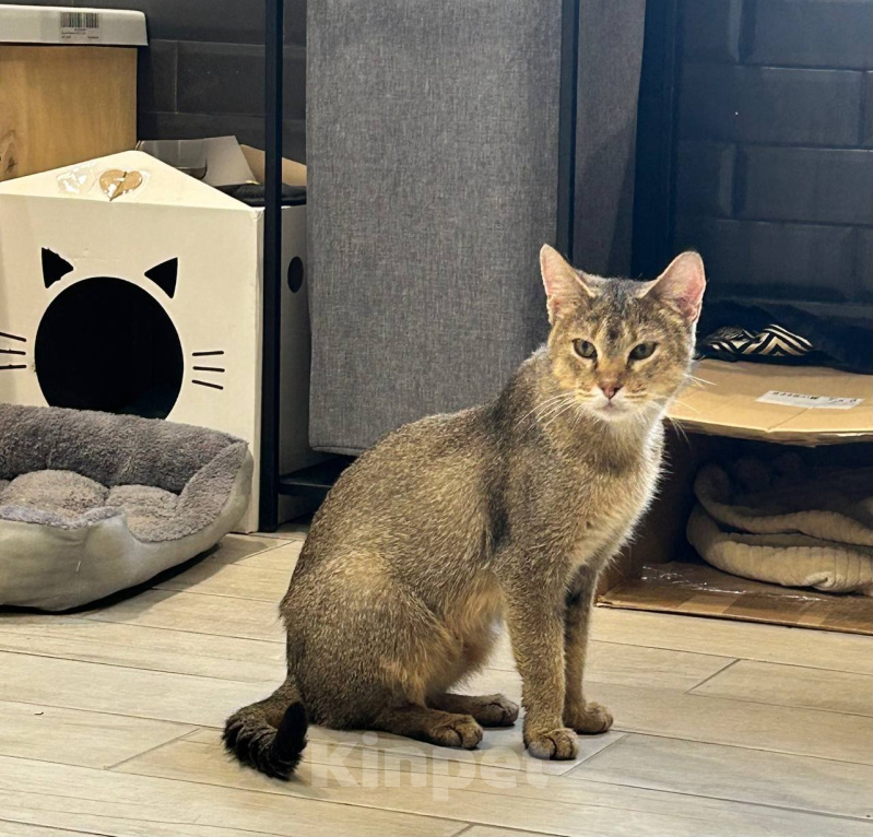 Кошки в других городах Московской области: Найдена кошка Чаузи с котенком Девочка, 5 000 руб. - фото 1
