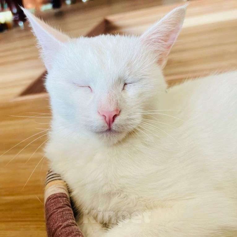 Кошки в Москве: Голубоглазая белая кошечка в добрые руки Девочка, Бесплатно - фото 2