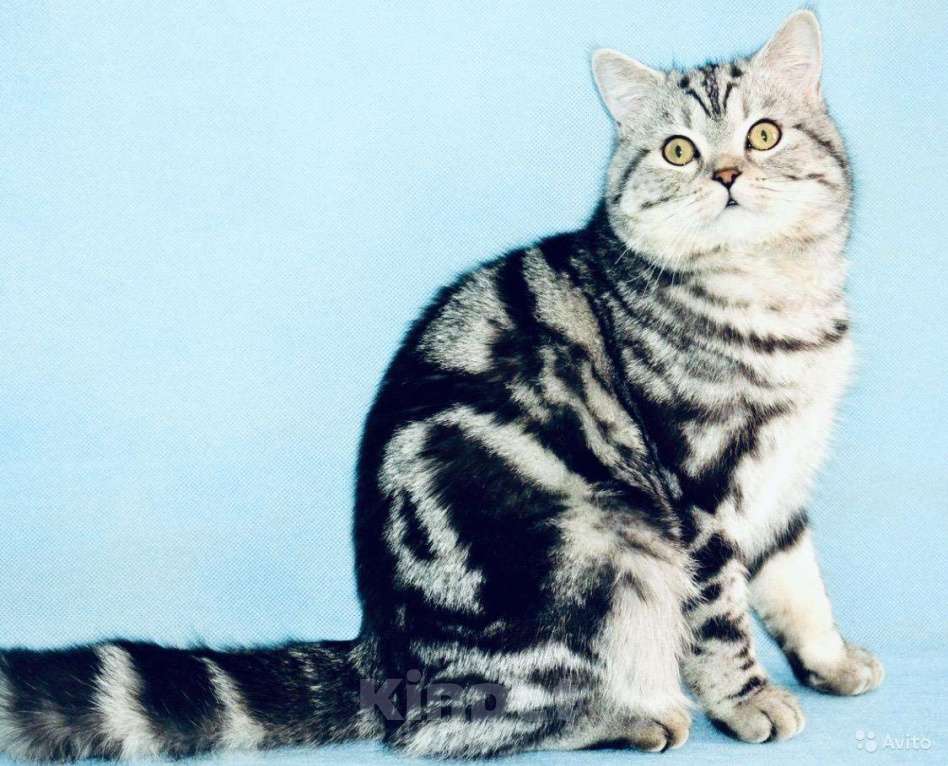 Кошки в Уфе: Кот на вязку.Чемпион породы, 1 руб. - фото 1
