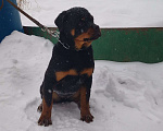Собаки в Нижнем Тагиле: Щенки ротвейлера. Девочка, 25 000 руб. - фото 1