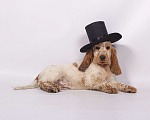 Собаки в Солнечногорске: Щенки Английского кокер-спаниеля Девочка, 60 000 руб. - фото 1