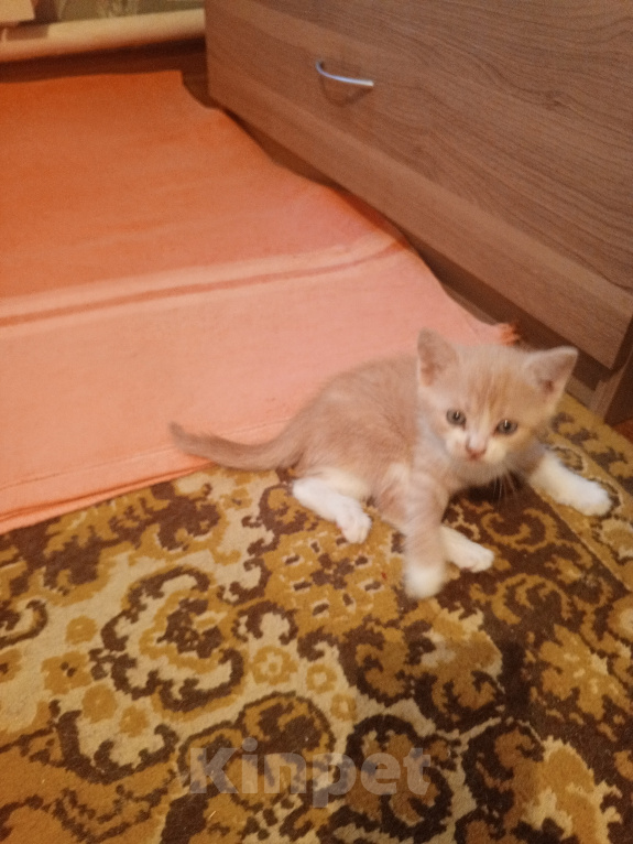 Кошки в Краснодаре: Котёнок в добрые руки Девочка, Бесплатно - фото 5