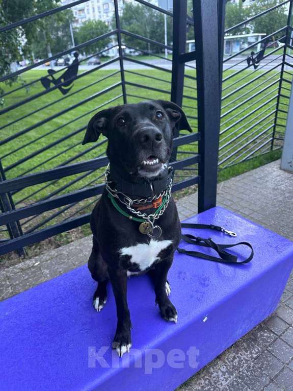 Собаки в Москве: Отдадим собаку Девочка, Бесплатно - фото 3