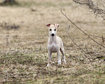 Собаки в Москве: Палевая девочка уиппет Девочка, Бесплатно - фото 2