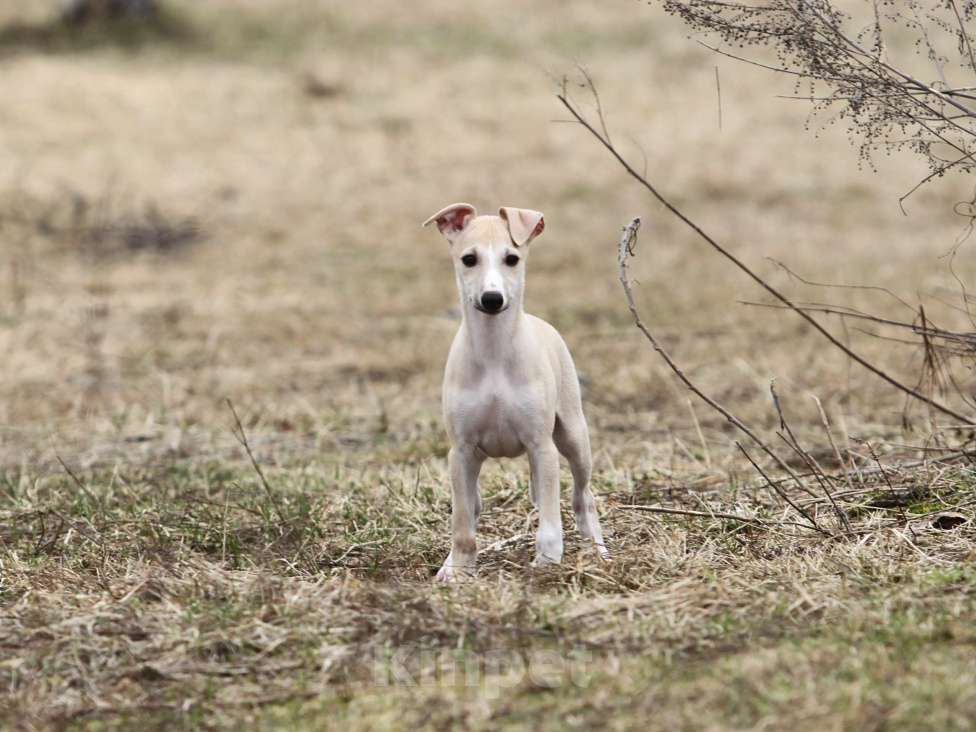 Собаки в Москве: Палевая девочка уиппет Девочка, Бесплатно - фото 2