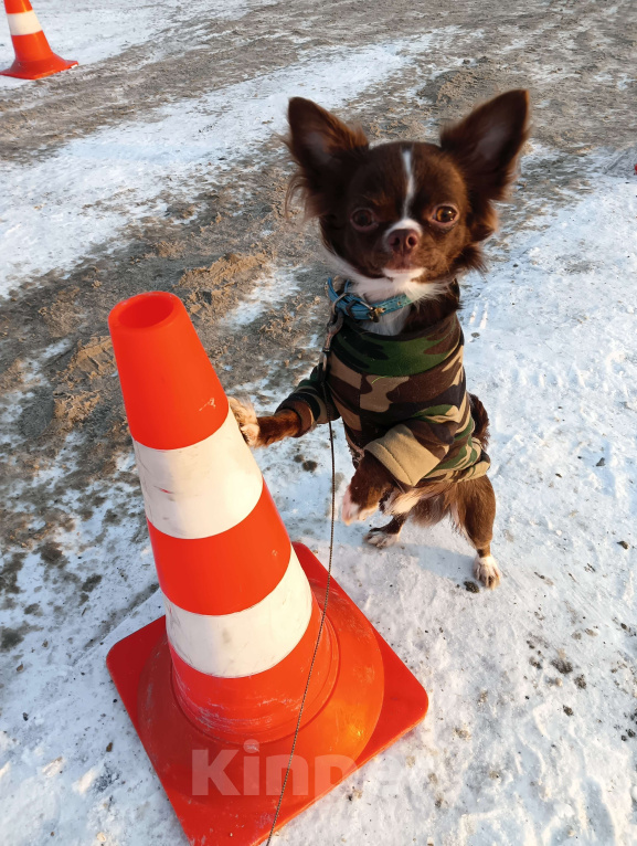 Собаки в Новосибирске: Кобель Чихуахуа  Мальчик, 20 000 руб. - фото 2