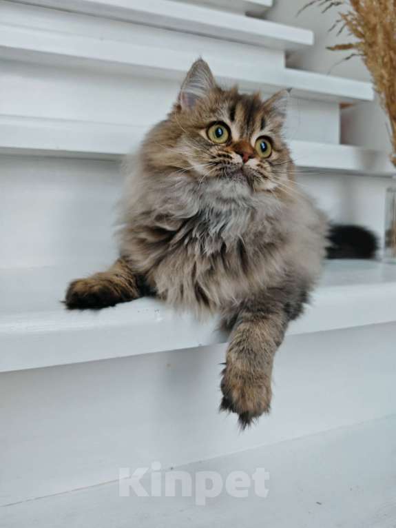 Кошки в Москве: Длинношертсная шотландская кошечка Девочка, 50 000 руб. - фото 2