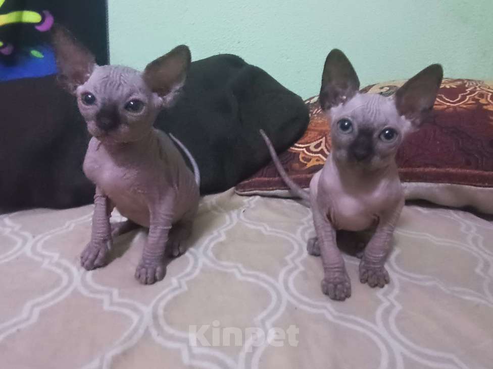 Кошки в Рязани: Котёнок Y Сфинкс Мальчик, 6 000 руб. - фото 7