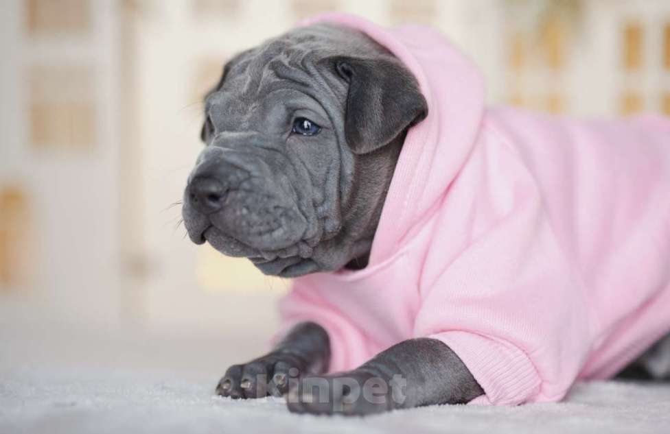 Собаки в Санкт-Петербурге: Тайский риджбек щенок Девочка, 140 000 руб. - фото 1