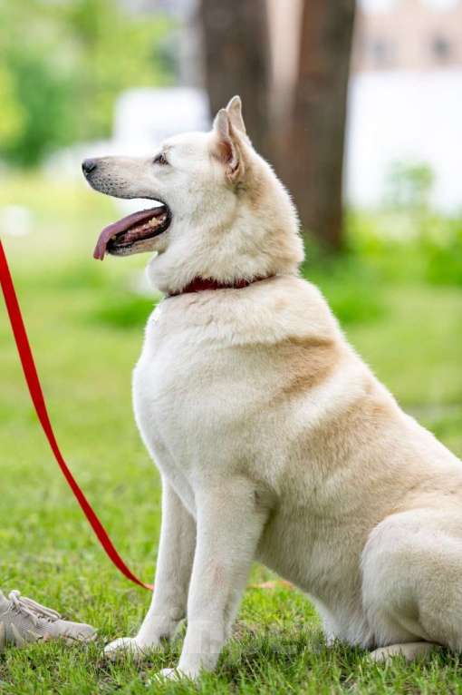 Собаки в Балашихе: Самый лучший компаньон. Белка.  Девочка, Бесплатно - фото 2