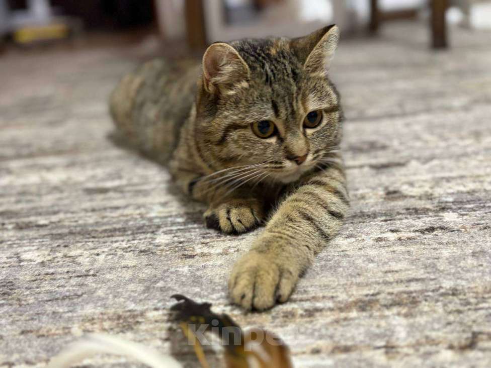 Кошки в Москве: Красотка Клео, очень красивый котёнок! Девочка, Бесплатно - фото 9