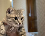 Кошки в Москве: Честер Мальчик, 3 999 руб. - фото 3