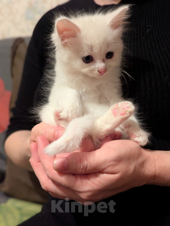 Кошки в других городах Московской области: Котята  1,5 месяца Мальчик, Бесплатно - фото 2
