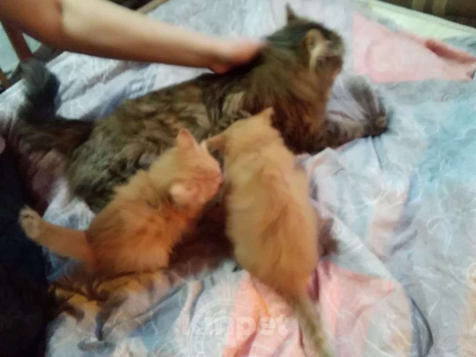 Кошки в Бронницах: Британские гибриды от крысыловоа 1/2 британец, 1/8 мейн кун Мальчик, 10 руб. - фото 3