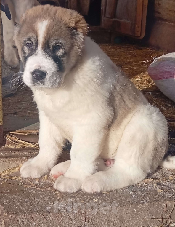 Собаки в Печоре: Щенки САО Девочка, 30 000 руб. - фото 5