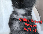 Кошки в Санкт-Петербурге: Chilly Diesel Power черный мейн-кун Девочка, 110 000 руб. - фото 1