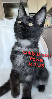 Chilly Diesel Power черный мейн-кун