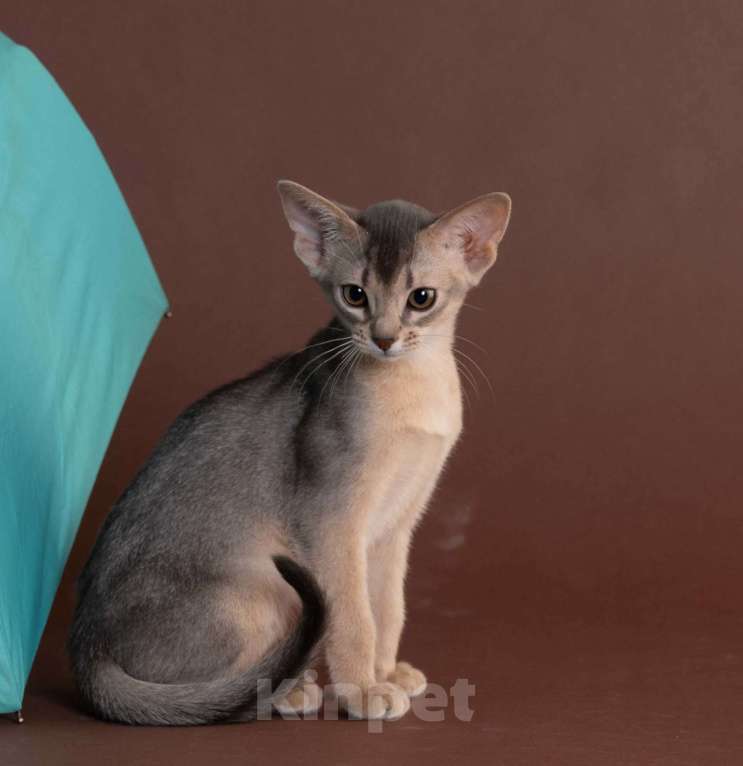 Кошки в Екатеринбурге: Абиссиннский котёнок Wild siblings' Droplet - ручная ласкуша! Девочка, Бесплатно - фото 2