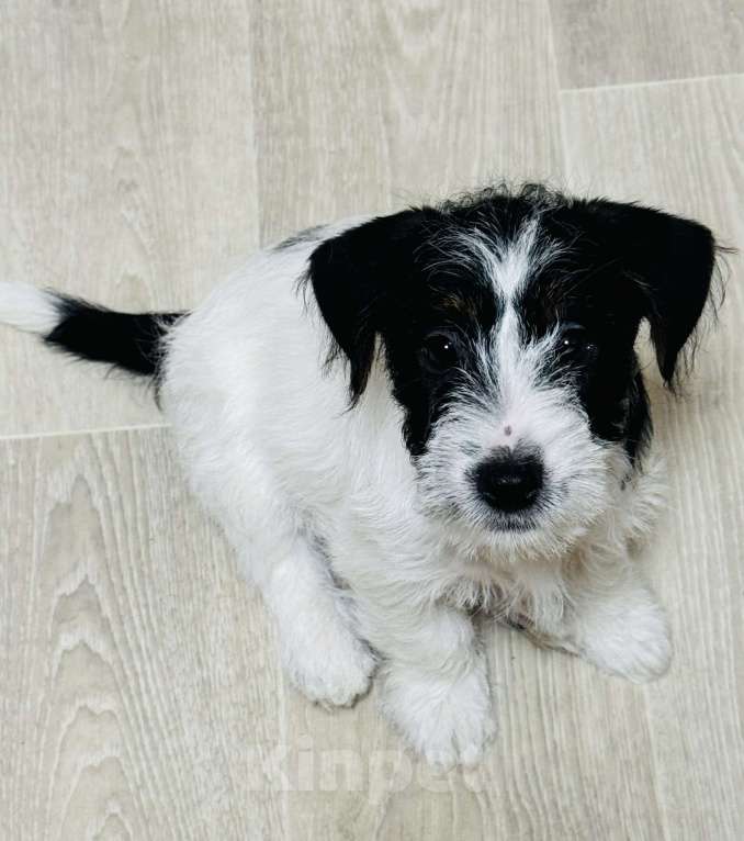 Собаки в Южном-Сахалинске: Щенок Джек-рассел-терьера Мальчик, 60 000 руб. - фото 4