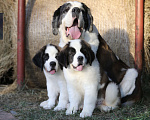 Собаки в Костроме: Щенки Сенбернара (Гигант, Друг, Сторож, няня) Девочка, Бесплатно - фото 1