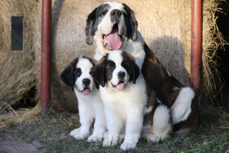 Собаки в Костроме: Щенки Сенбернара (Гигант, Друг, Сторож, няня) Девочка, Бесплатно - фото 1