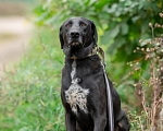 Собаки в Домодедово: Кай. Ему без человека никак. Удивительно человечный и мудрый мальчик в поисках своей семьи Мальчик, Бесплатно - фото 5